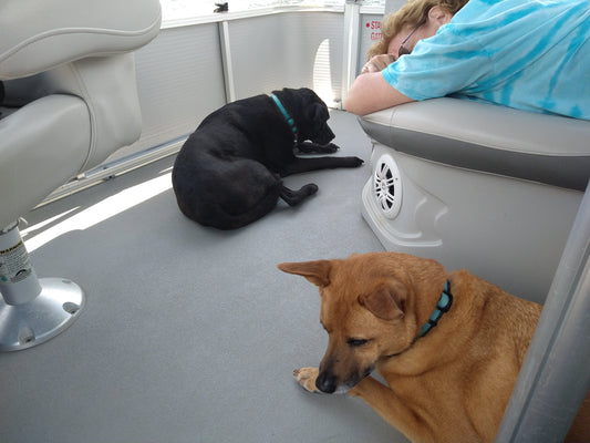 two dogs on a boat