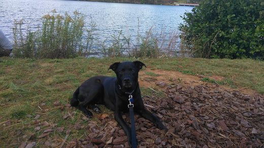 Jimmy our Black Lab
