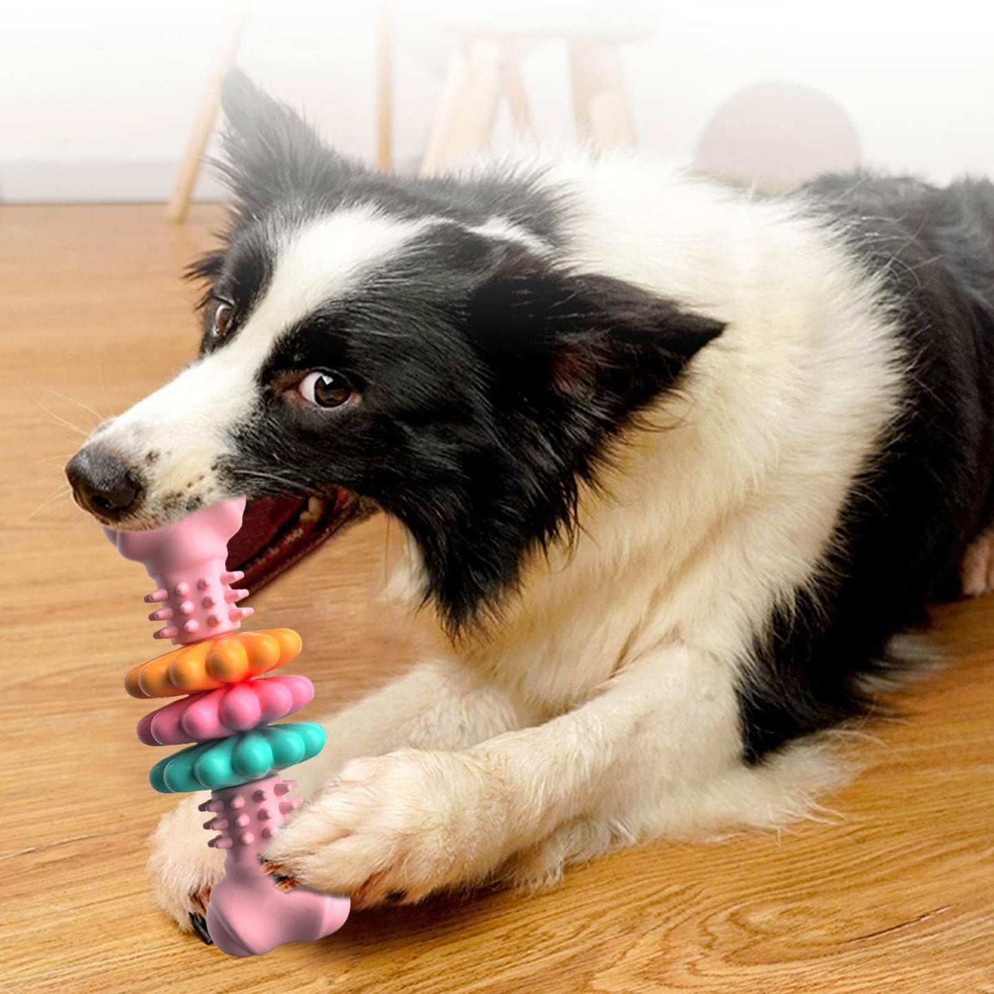 Colorful Bone helps Keeps your Dog Active and Healthy